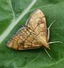 Anania verbascalis